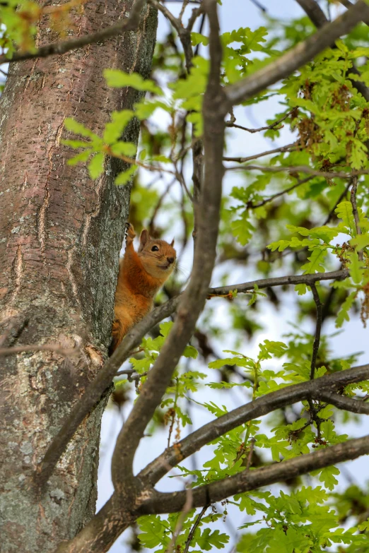 the squirrel is hiding in the tree