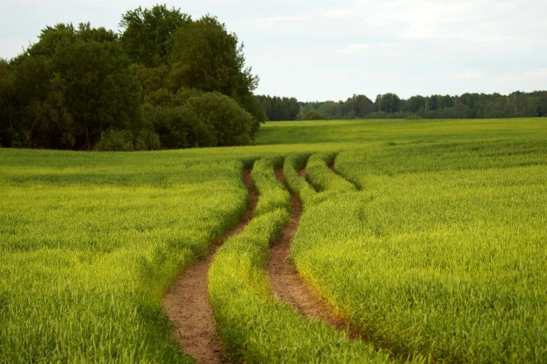 a dirt path is lined up between the green grass