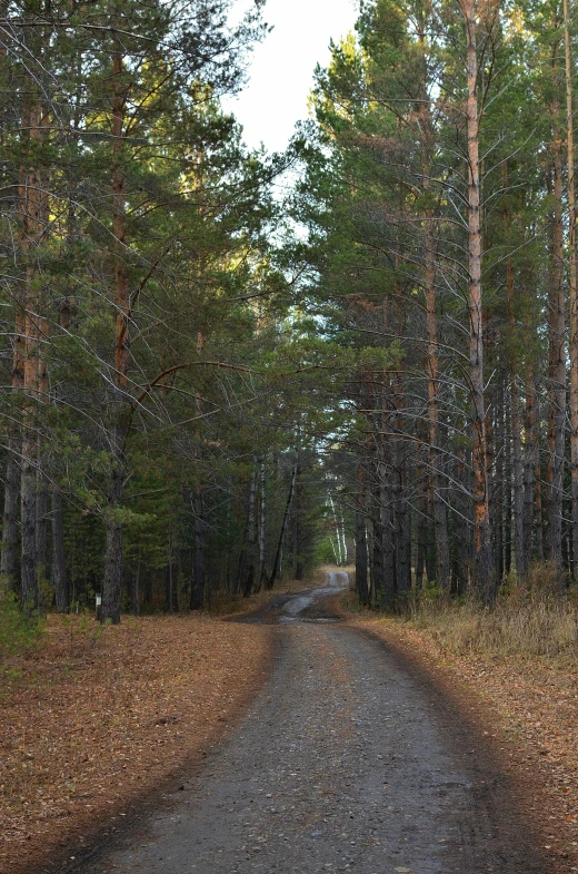 the trail is narrow as it winds through the trees