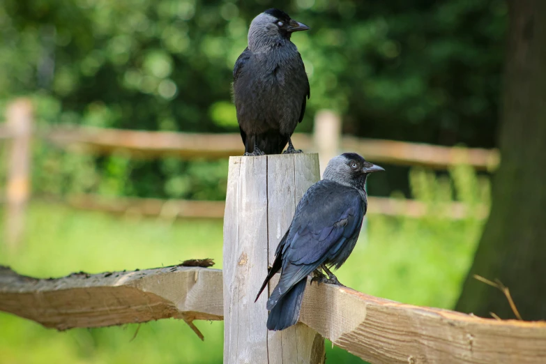 two birds standing on top of a wooden post