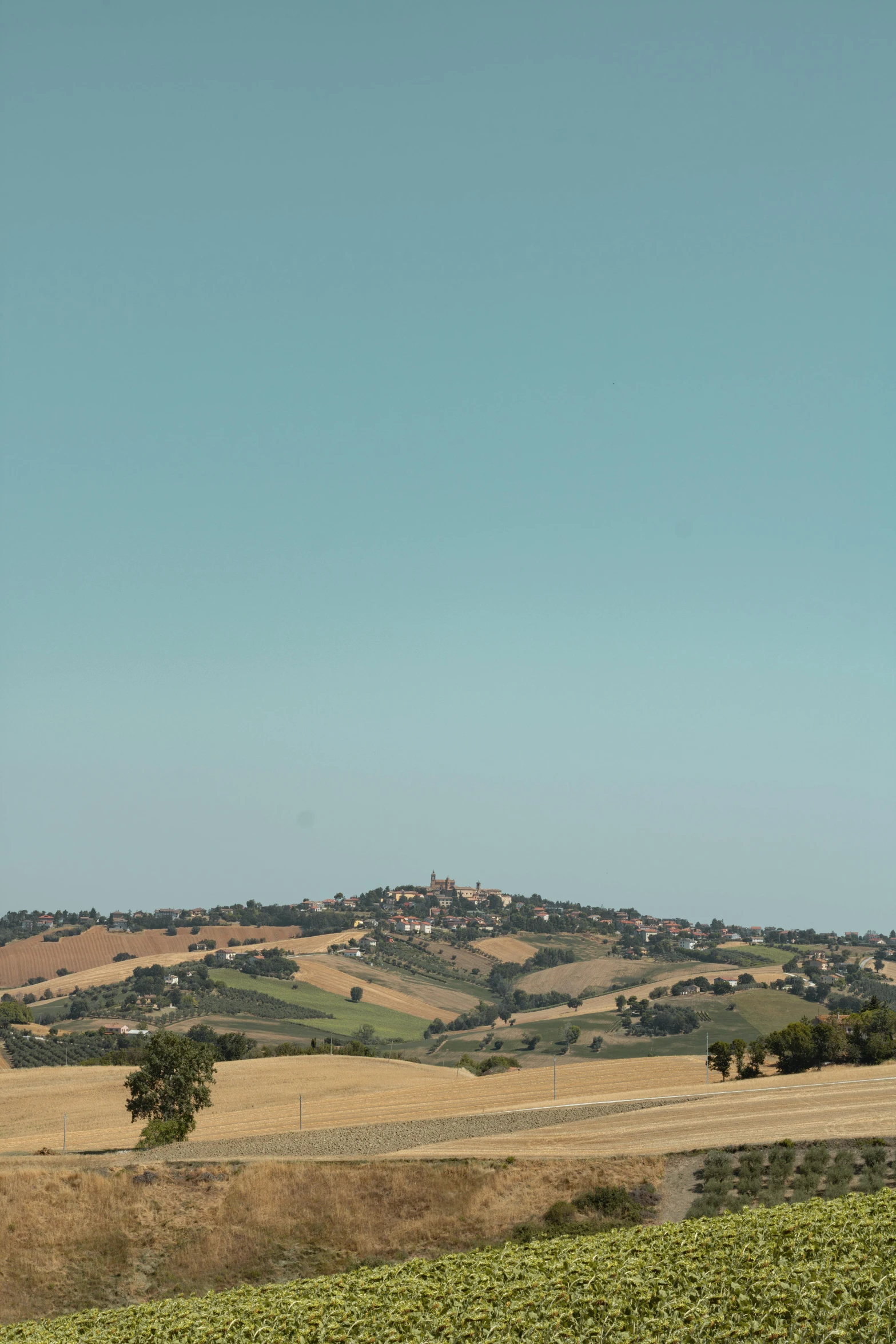 two zes walk along the grass near hills