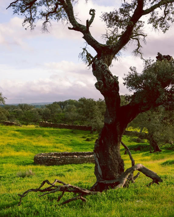 the horse is walking through the lush green field