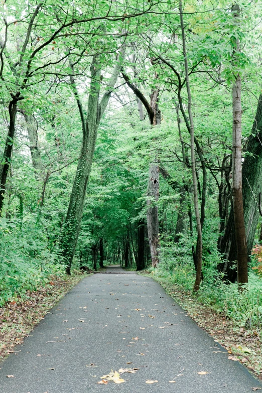 a paved road is lined with trees and green leaves