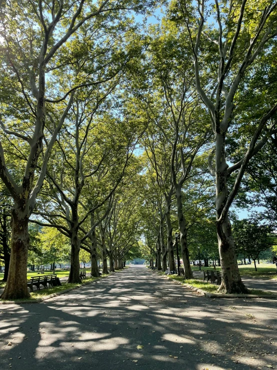 a tree - lined avenue in the park, on a sunny day