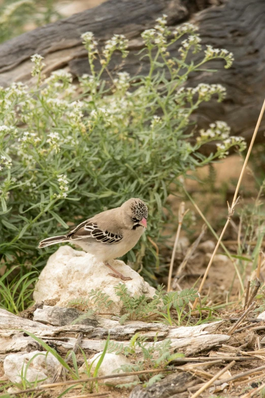 a bird sitting on a rock with some white flowers