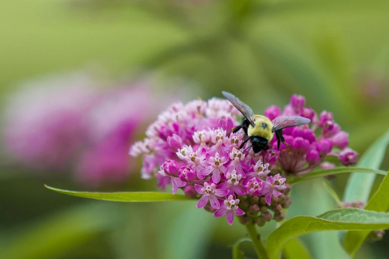 a bee on the back of some pretty purple flowers