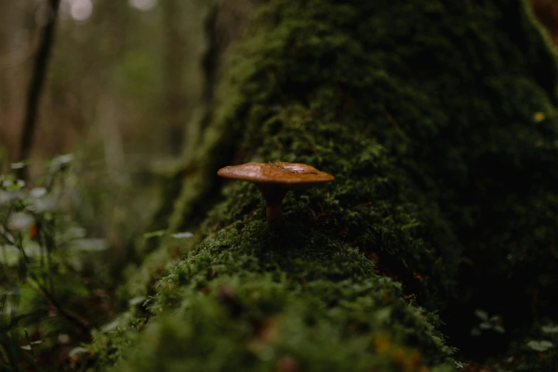 small mushroom growing on the mossy tree stump