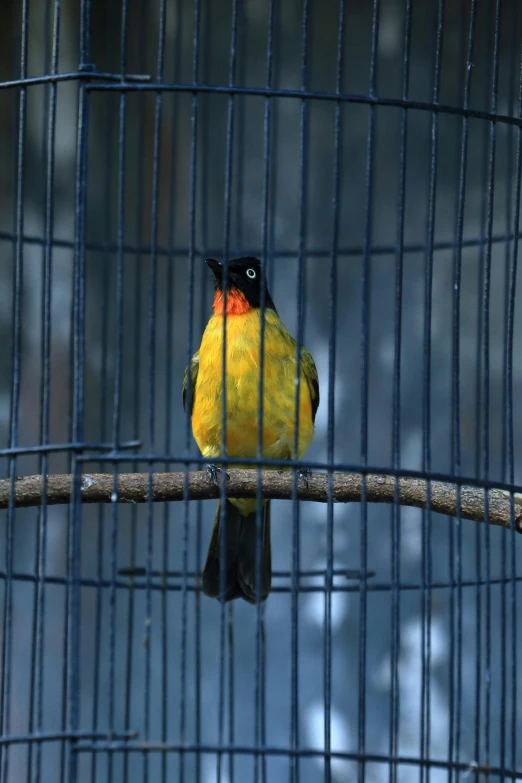 a small bird perched on top of a perch