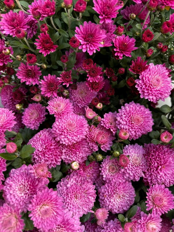 purple flowers are blooming from the top of the bunch