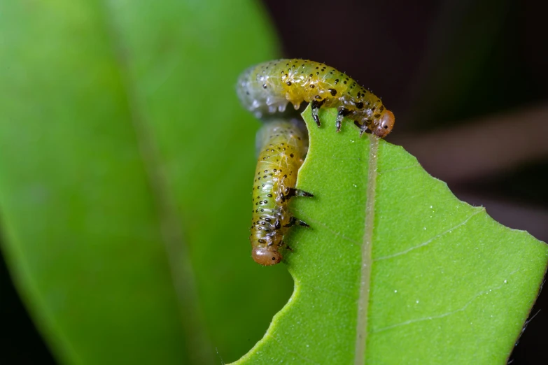 two small bug species crawling on top of a green leaf