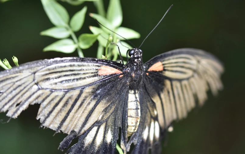 a close up po of a erfly on the stem