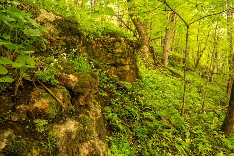 a forest scene with green foliage and a rock on the side