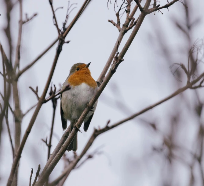 a bird sitting on a tree nch next to some bare nches