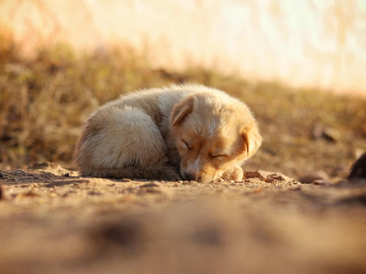 a white puppy is curled up and sleeping