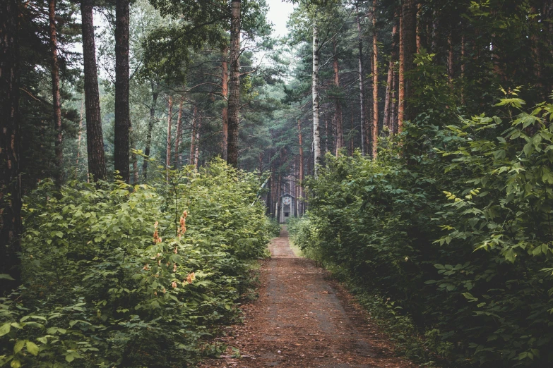 a very big pretty wooded path in the woods