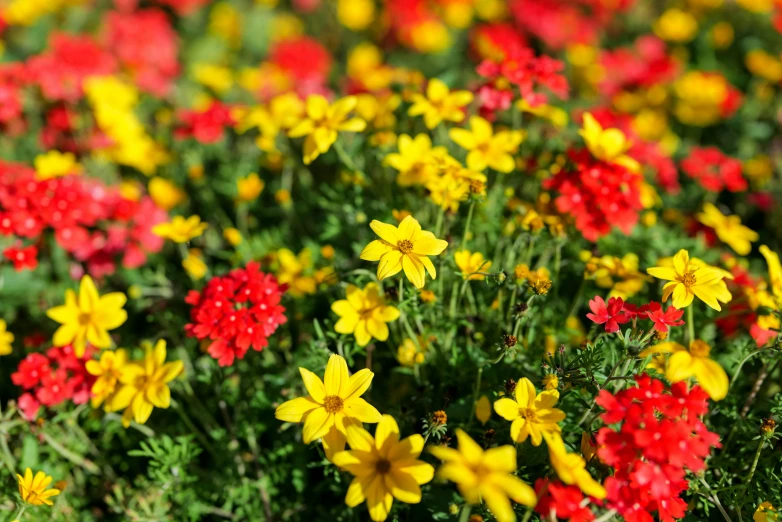 a field full of red and yellow flowers