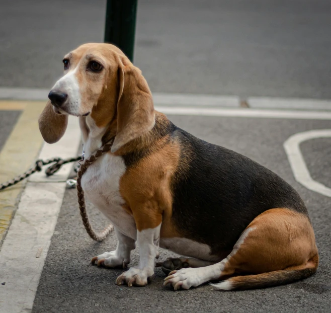 a dog sits down wearing a beagle chain