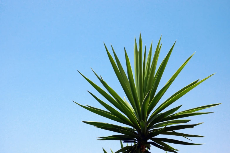 a large green palm tree against a blue sky