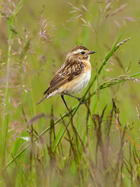 a small bird standing on top of a green plant