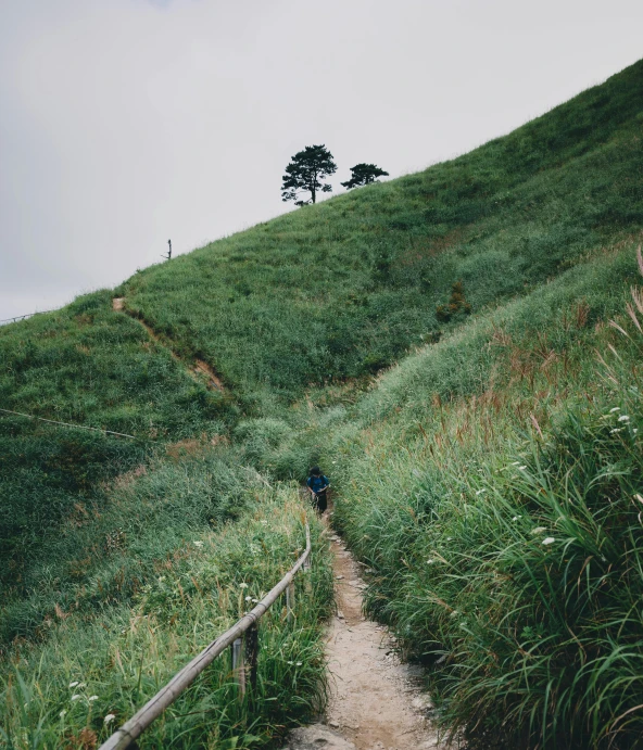 a grassy hill with trees and bushes on the top