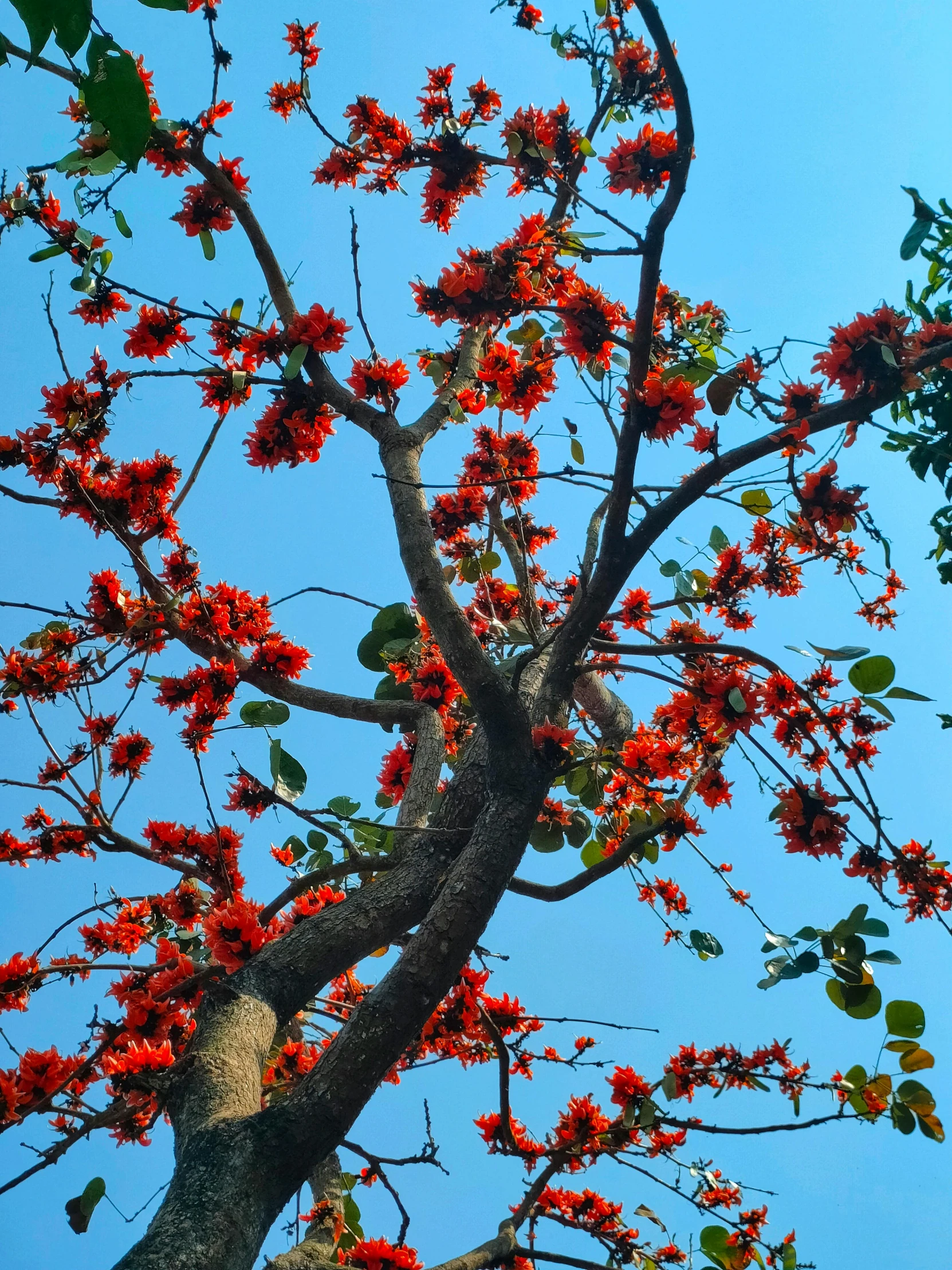 a tree has flowers on it while an airplane flies by