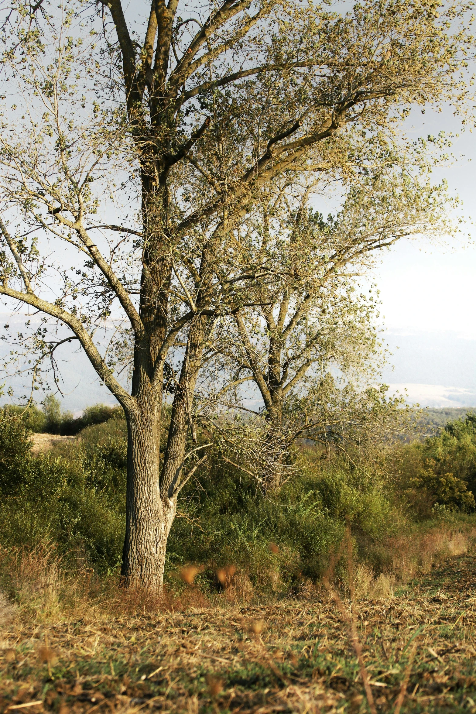 a tree in the wild has its leaves on it