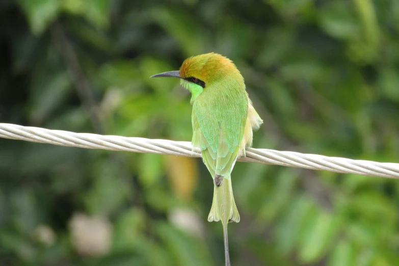 a green bird perched on a white wire