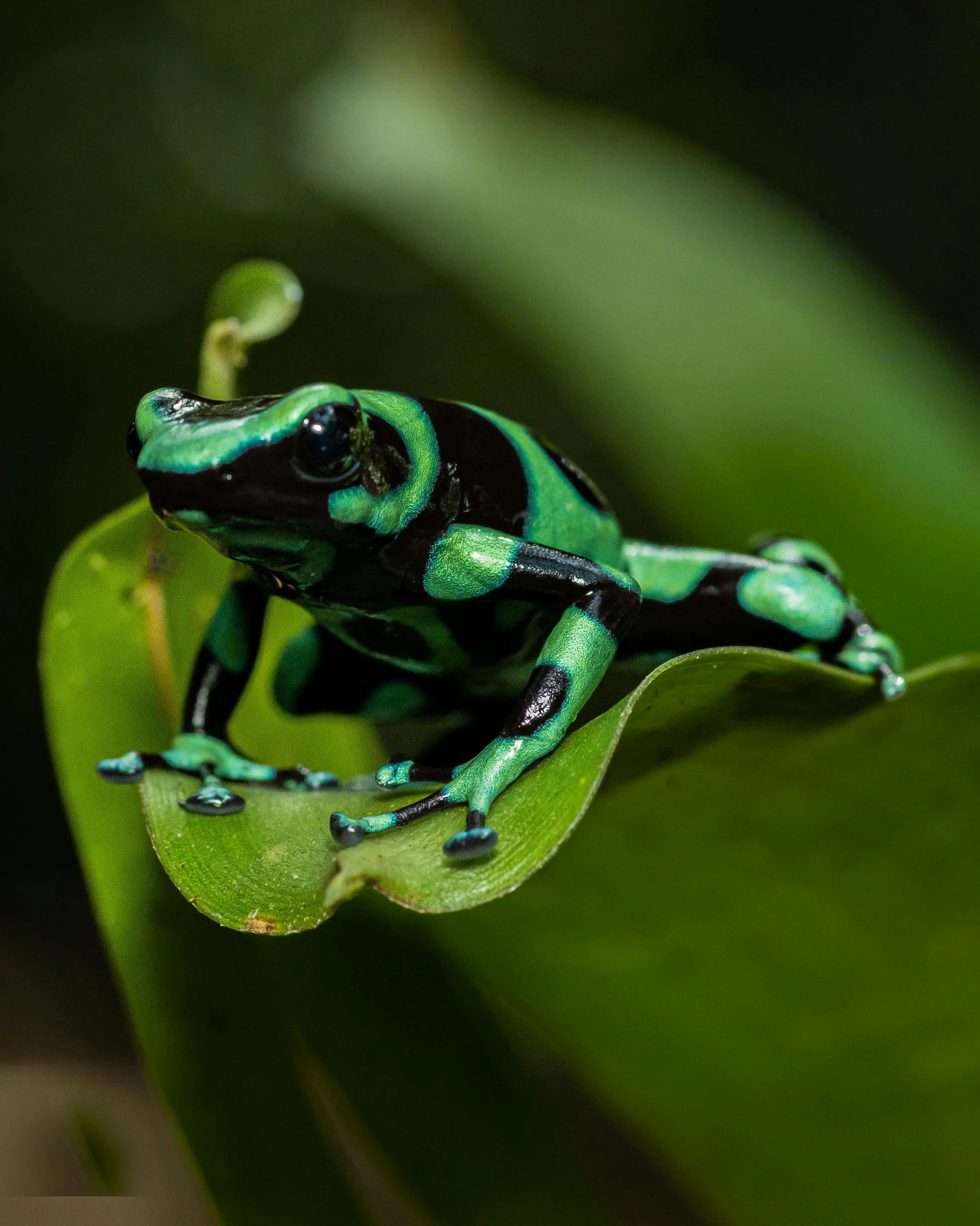 an image of a frog that is sitting on top of the plant