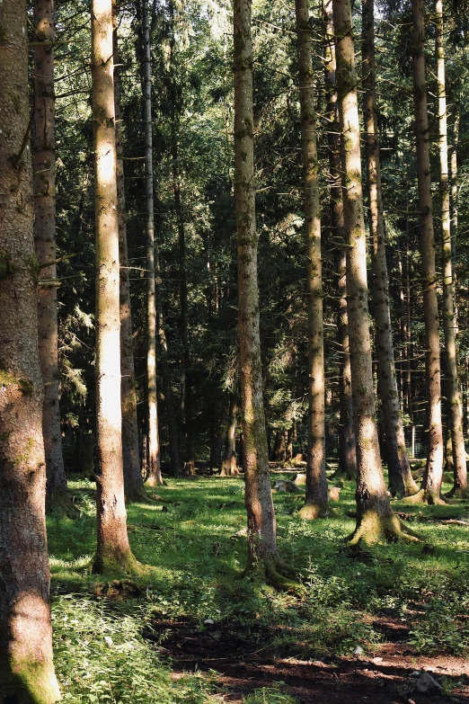 a row of trees with sun shining through them