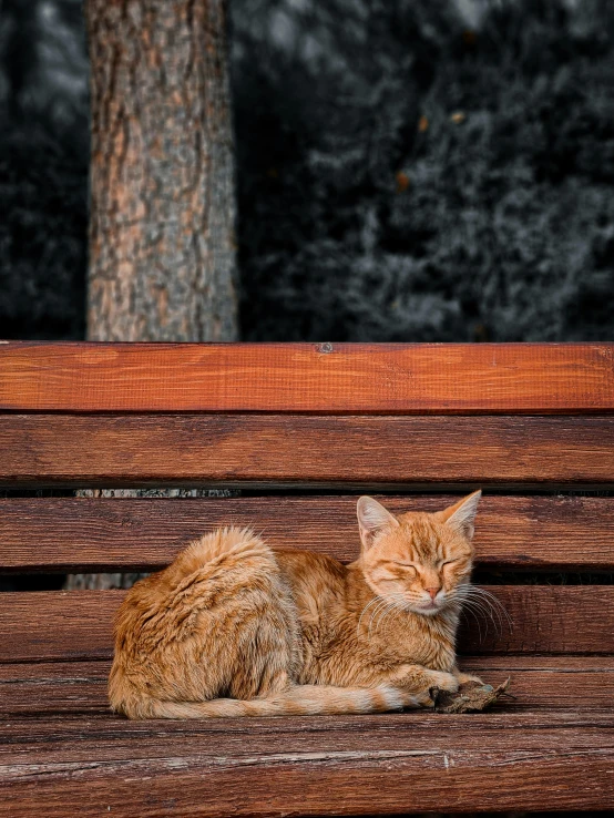 the cat is resting on the bench