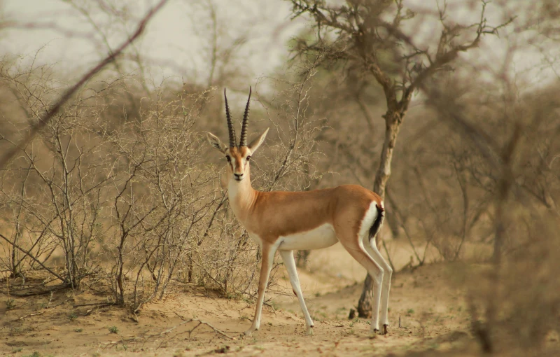 a small antelope stands in the bush with its long horns outstretched