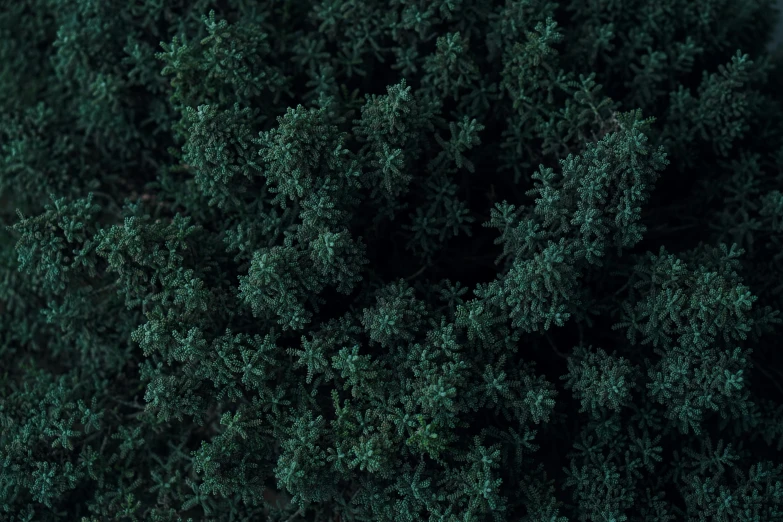 the top view of some small trees