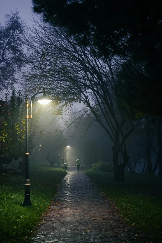 a rainy path through some trees at night