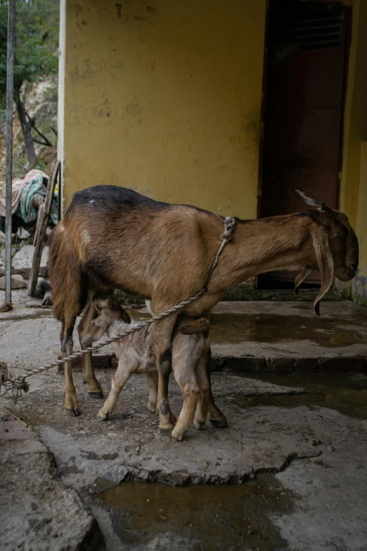 two small donkeys standing by some steps