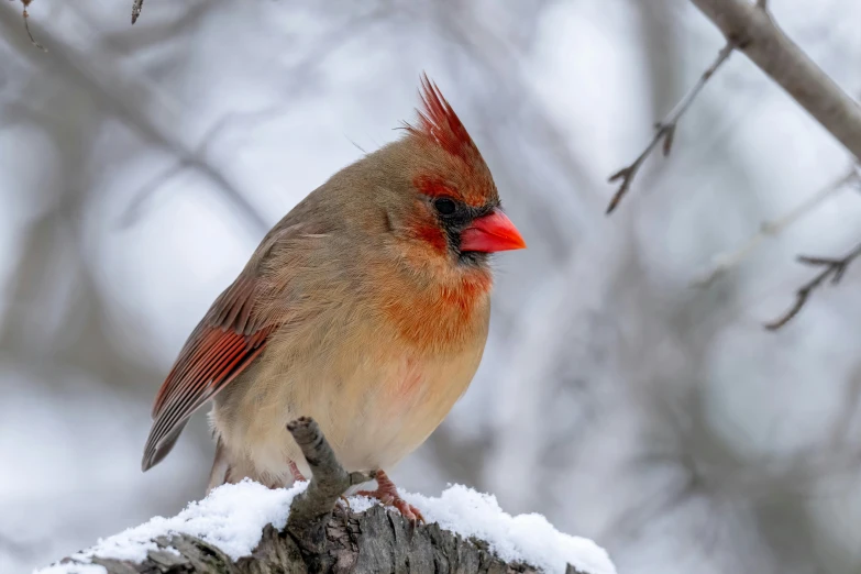 the cardinal sits on a small tree nch