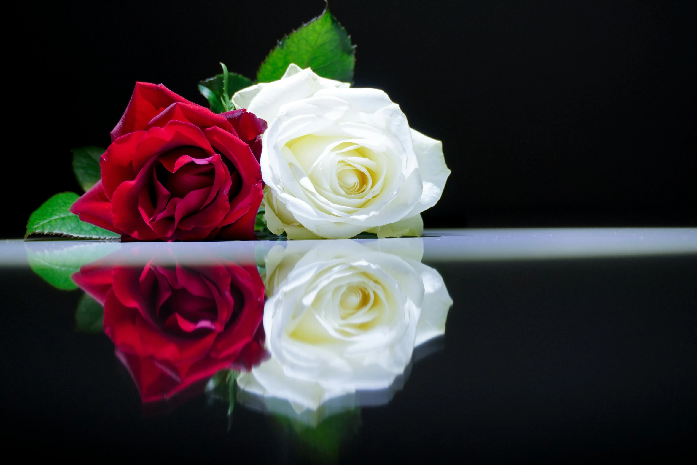 some white and red roses sitting on top of a counter