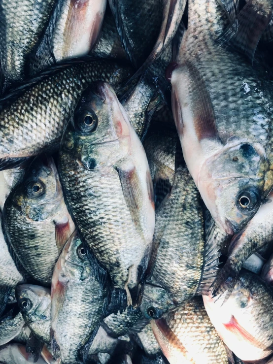 a bunch of small fish in a bin