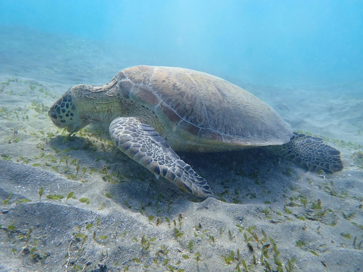 a turtle swims in an ocean, and looks like he's making it to the beach