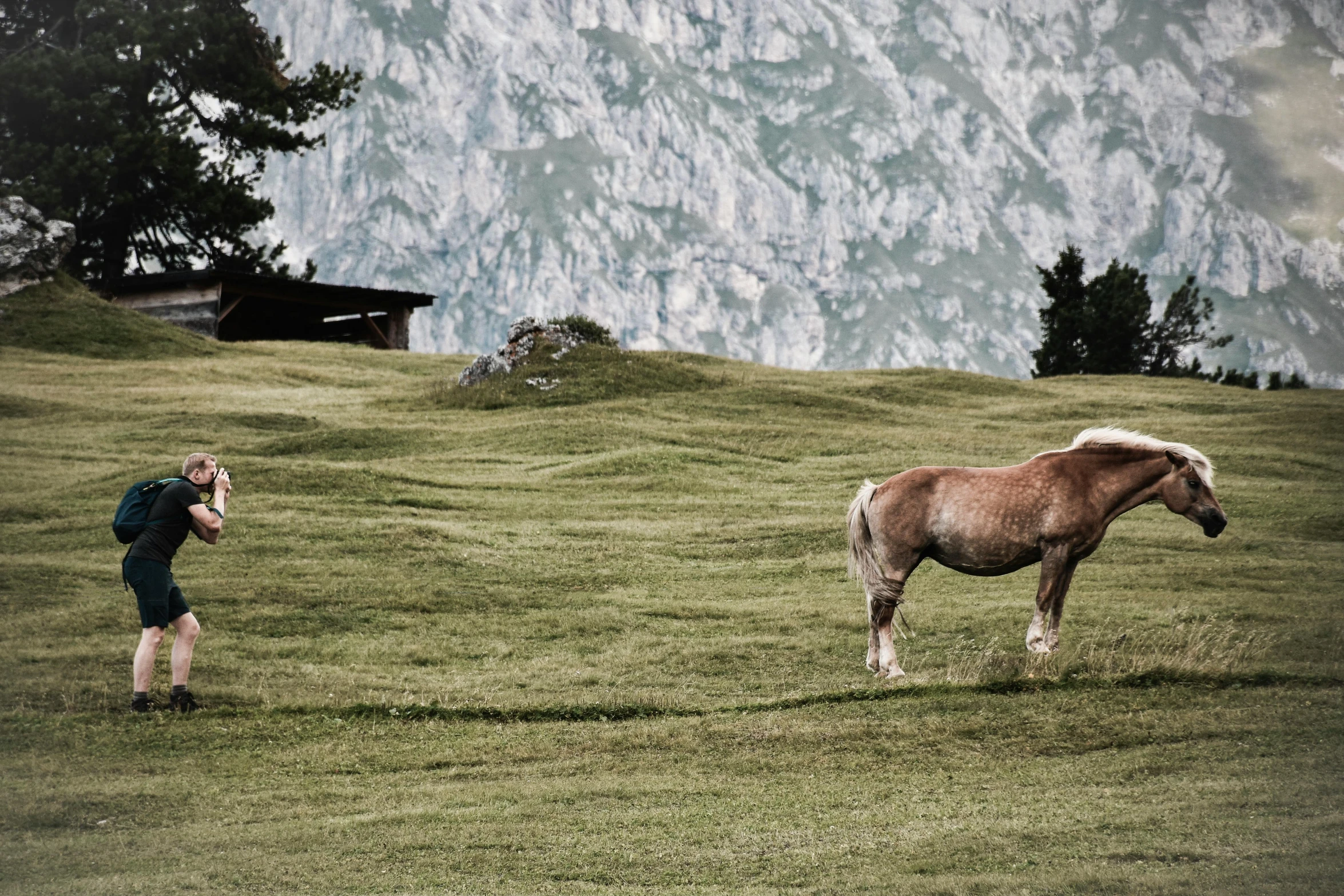 a man is taking a picture of a horse