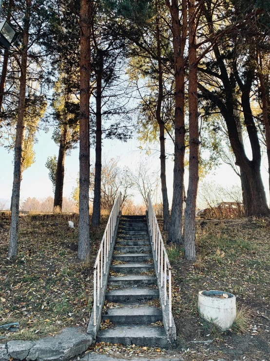 stairs lead to a wooded hill that is under tree nches