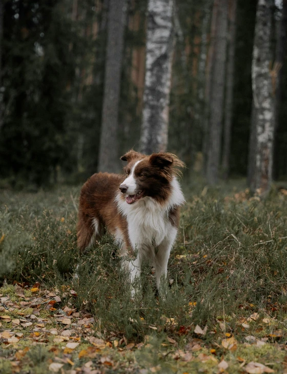 a brown and white dog walking across grass in a forest