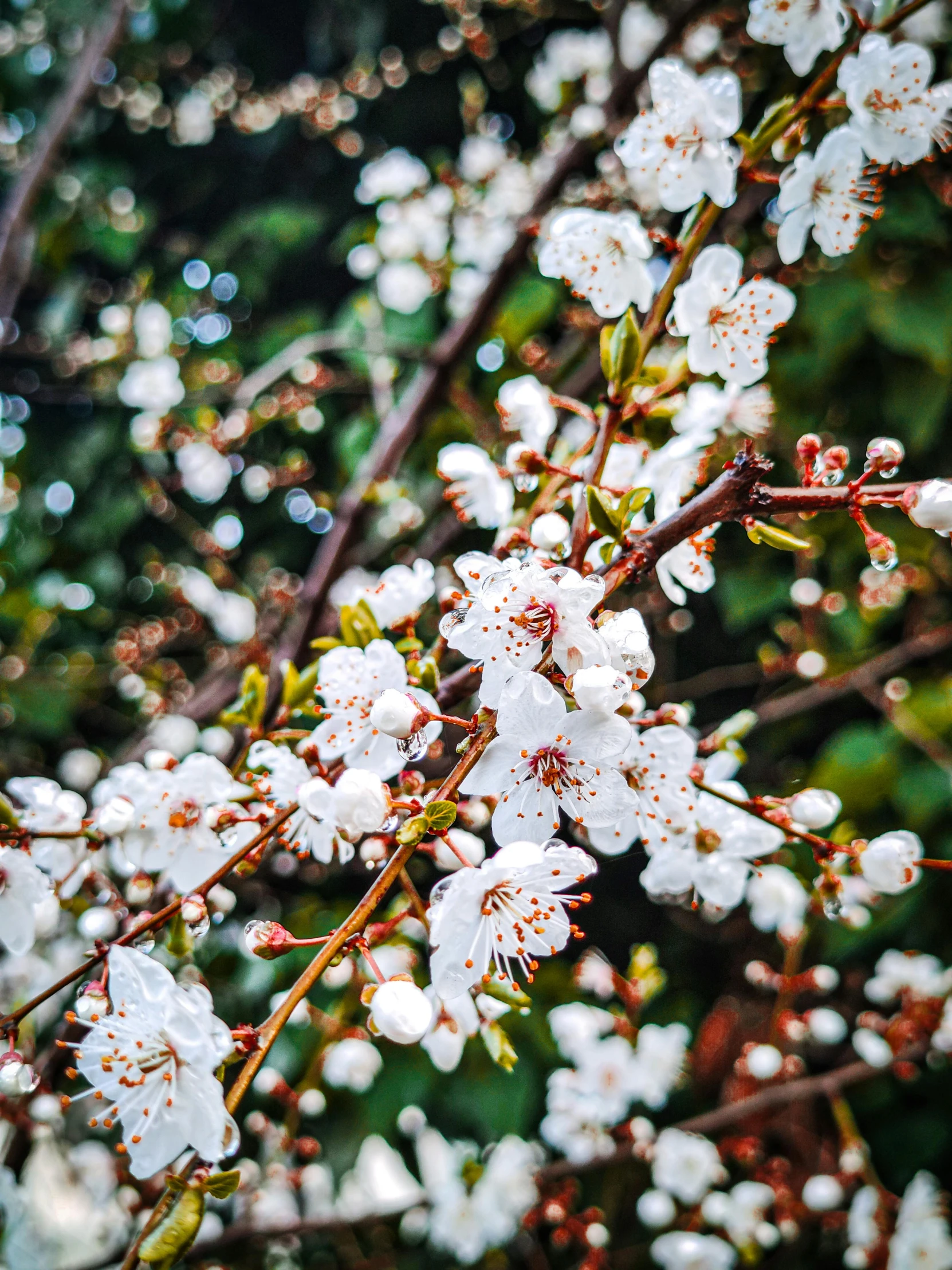 white flowers with long leaves and brown stems