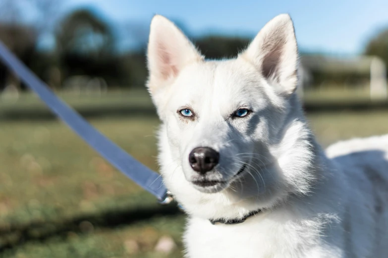 a small white dog with a blue eyes stares into the camera