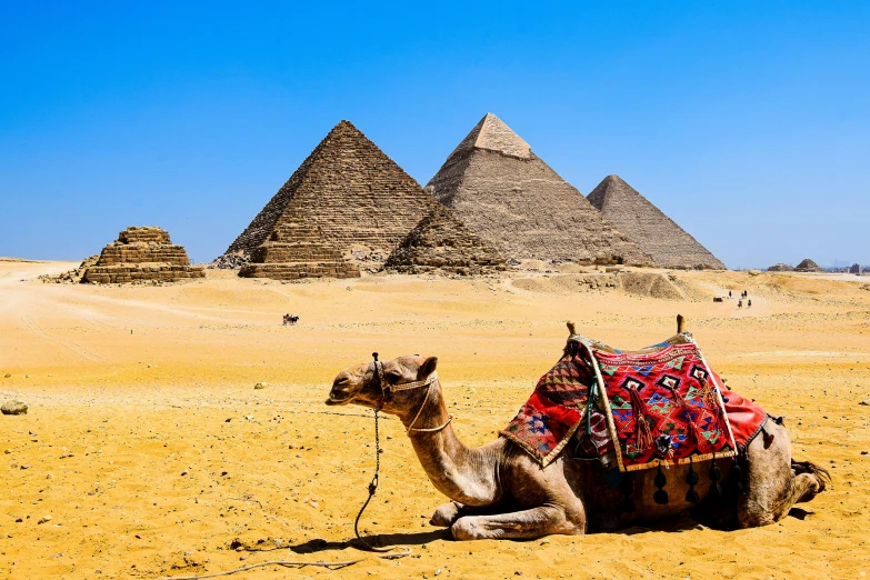 camel in the desert and the pyramids in the background