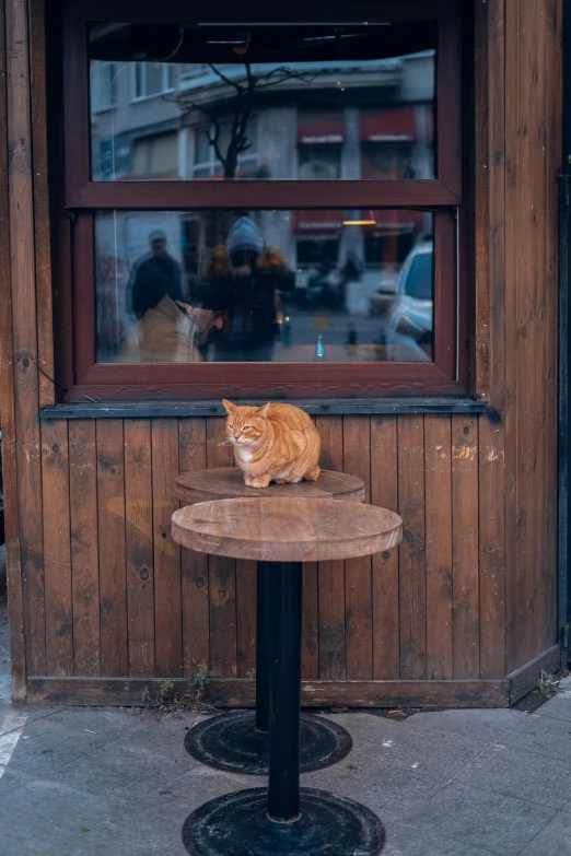 an orange cat sitting in the window of a restaurant