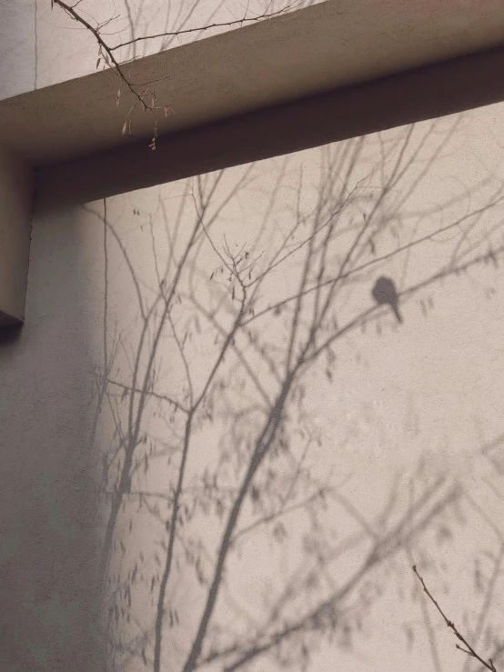 a shadow from a building shows nches and a building