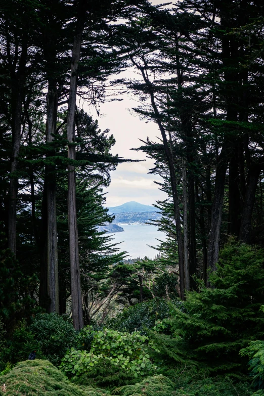 some pine trees and water with the ocean behind them