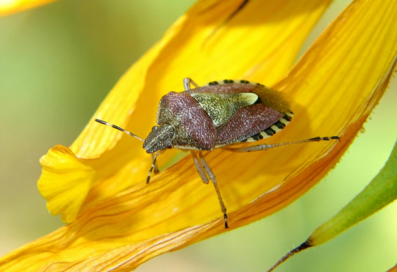 a large bug that is sitting on top of a flower