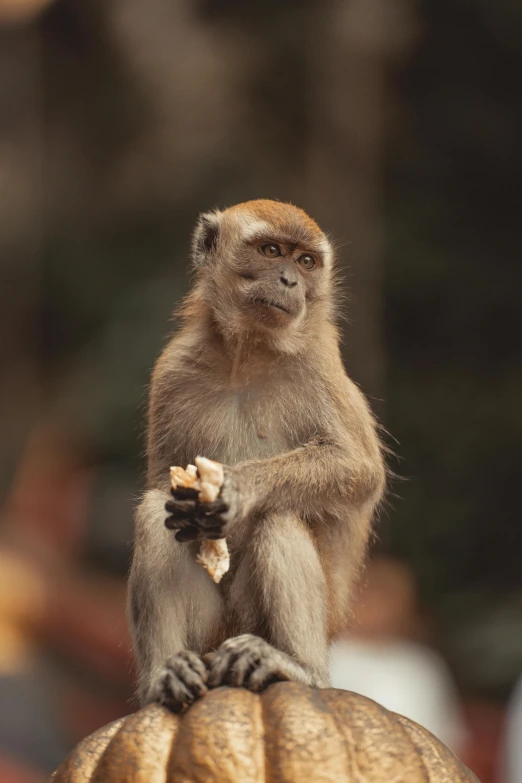 a small monkey sitting on top of a wooden object