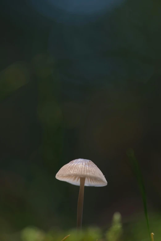 a white mushroom on the ground in the forest